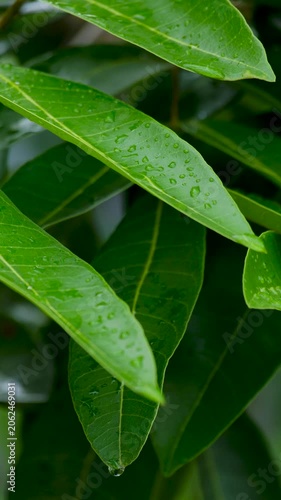 Close Up of Fresh Green Leaves with Visible Leaf Veins