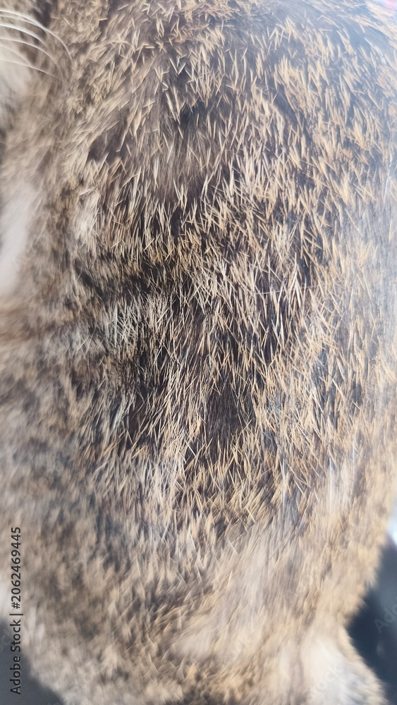 Naklejka premium close up of a fur cat