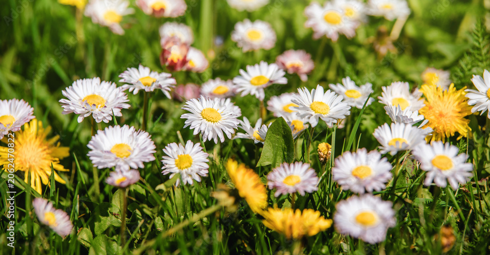 Fototapeta premium White small daisies blooming on grass background 