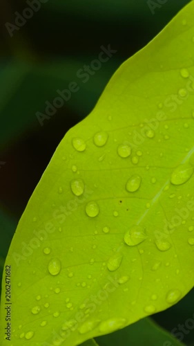 Close Up of Fresh Green Leaves with Visible Leaf Veins