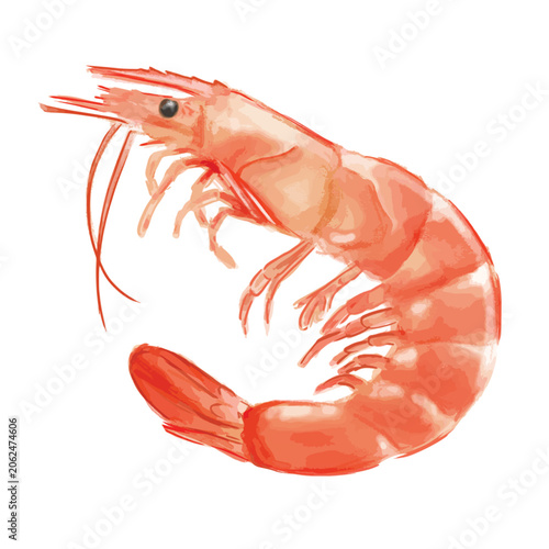 Shrimp Vector Detailed Illustration Isolated