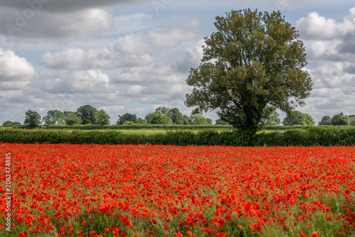 Canvastavla Poppy Fields