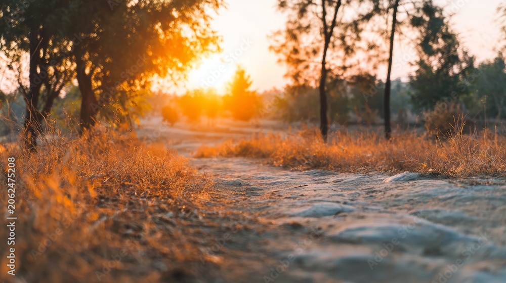 Fototapeta premium Sunlight casting a warm glow on a winding dirt path amidst arid grass and trees, creating a peaceful morning ambiance