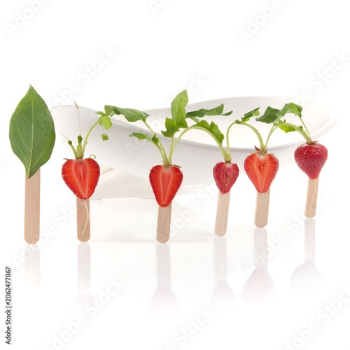 A creative arrangement of toothpicks with radish and leaf on white