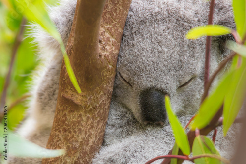 Canvas Print Sleepy Koala