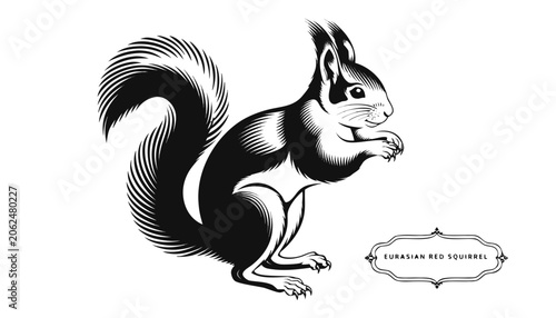 Obraz na plátne Very beautiful black-and-white engraved vector illustration featuring a EURASIAN