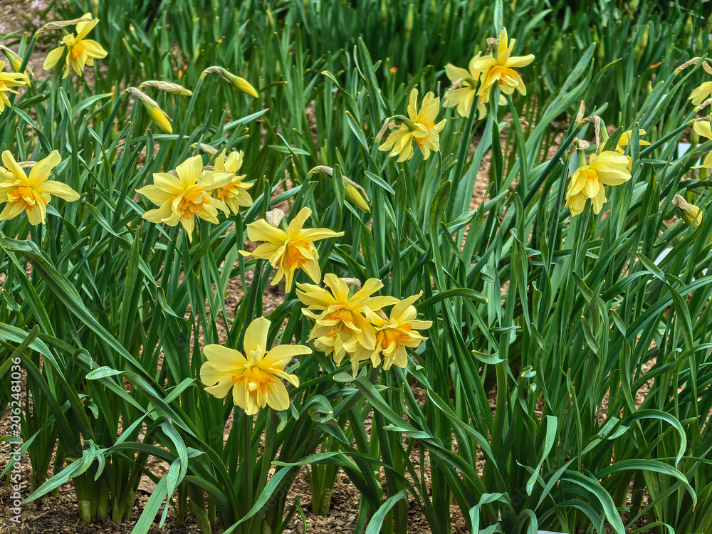 Fototapeta premium Spring Garden Bed with Double Daffodils