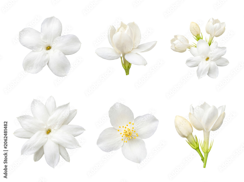 Fototapeta premium Assorted white jasmine flowers and unopened buds with green stems.