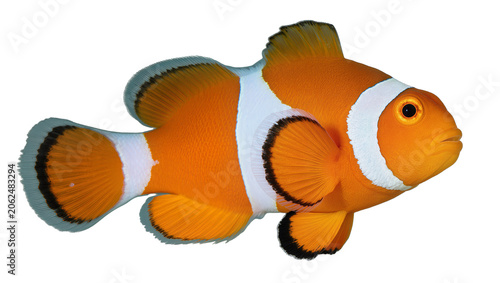 Fotografie Orange clownfish with white stripes and black fin edges