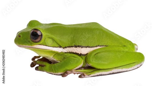 Tableau sur toile Green tree frog with white stripe on side