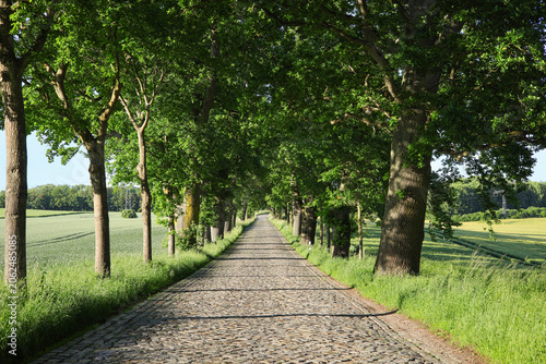 A cobblestone road lined with deciduous trees on the island of Rügen, Mecklenburg-Western Pomerania, Baltic Sea – Germany.