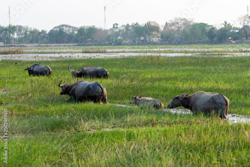 Quadro su tela A herd of water buffaloes including a small calf wading through a flooded wetland near a rural village