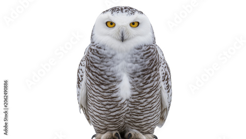Tableau sur toile Snowy owl with bright yellow eyes and patterned feathers