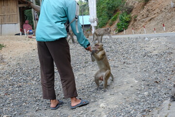 A tourist reaching out to a long-tailed macaque monkey sitting on a paved path. Wildlife photography capturing interaction between a human hand and a wild primate
