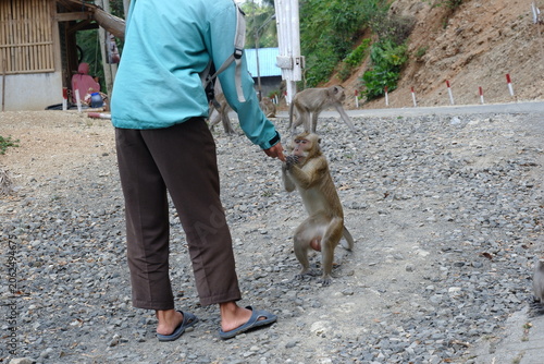 Photography A tourist reaching out to a long-tailed macaque monkey sitting on a paved path