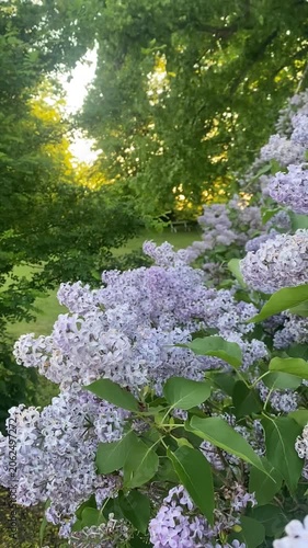 Blooming lilac bushes in a lush green park during a peaceful summer evening