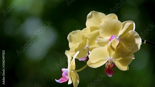 yellow Orchid branch on green natural background