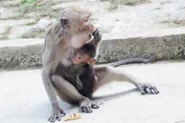 A long-tailed macaque mother holding her baby while eating a peeled banana. Close-up wildlife photography of a monkey with its infant in a natural environment