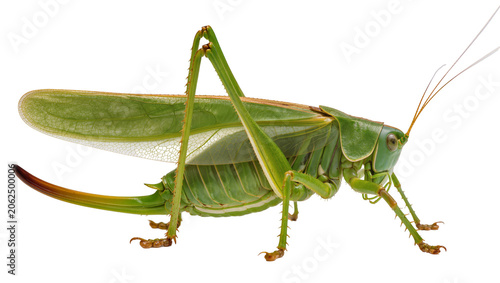 Konstfotografi Green katydid insect with long antennae and wings