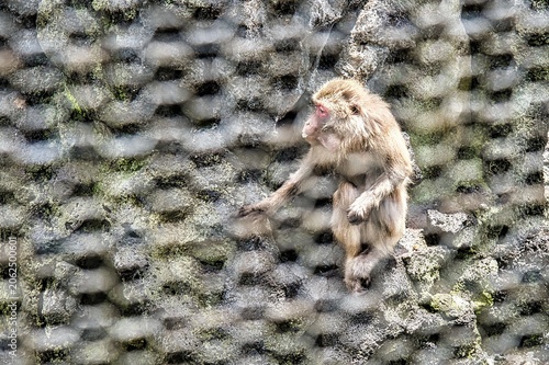 披露山公園のサル