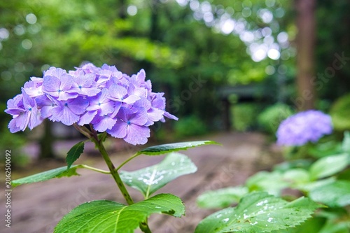 寺院の紫陽花