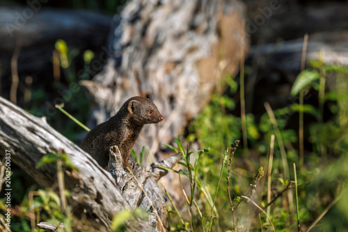 Bilde på lerret Common dwarf mongoose standing on a log in Greater Kruger National park, South A