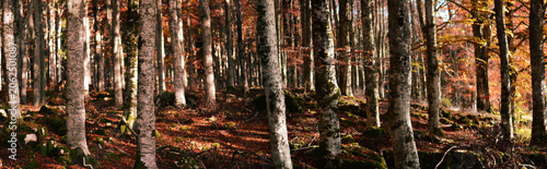 Golden rays pierce the veil of shadow between the thick autumn trees