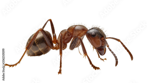 Tableau sur toile Brown ant with segmented body and antennae