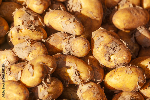 Frische Kartoffeln (Solanum tuberosum) an einem Marktstand zum Verkauf,  Deutschland