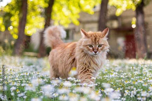 Fluffy orange cat walks through a field of daisies on a sunny day