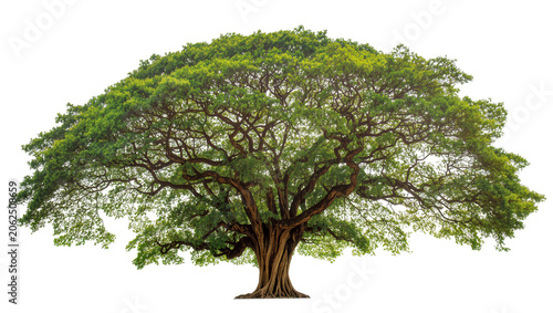Canvas-taulu Large sprawling banyan tree with dense green foliage and thick trunk