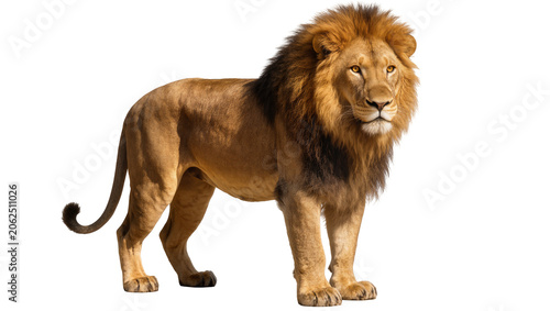 Vászonkép Majestic male lion with full mane standing