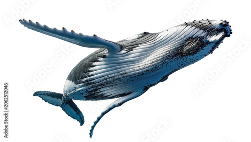 Foto Humpback whale breaching with pectoral fins extended