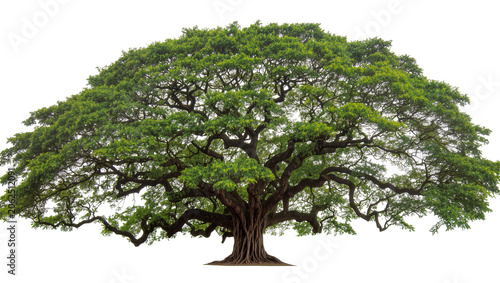 Canvas-taulu Massive ancient tree with sprawling branches and lush green canopy