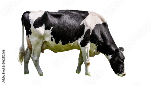 Obraz na płótnie Holstein Friesian cow with black and white spots grazing