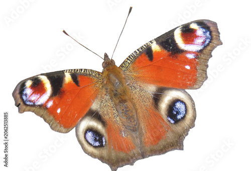 A peacock butterfly isolated on white. Aglais io