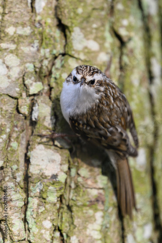 Eurasian treecreeper (Certhia familiaris)