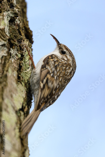 Eurasian treecreeper (Certhia familiaris)