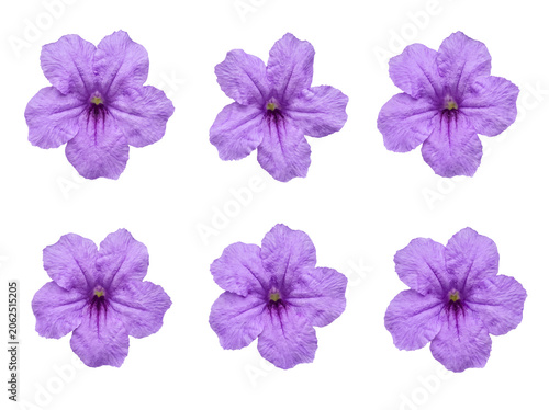 Φωτογραφία Collection of six identical vibrant purple Mexican petunia flowers in full bloom on transparent background