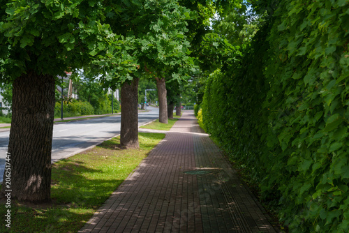 footpath under the trees