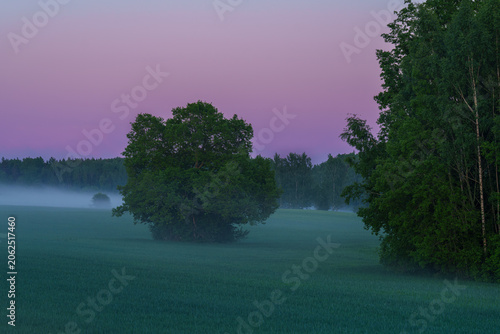 Foggy sunset in the field