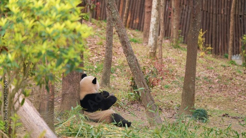 side portrait giant panda leisure time in the afternoon in open nature