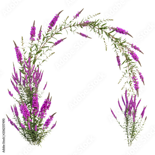 Fényképezés Vibrant purple loosestrife flowers and green foliage forming a graceful arch, isolated on a transparent background
