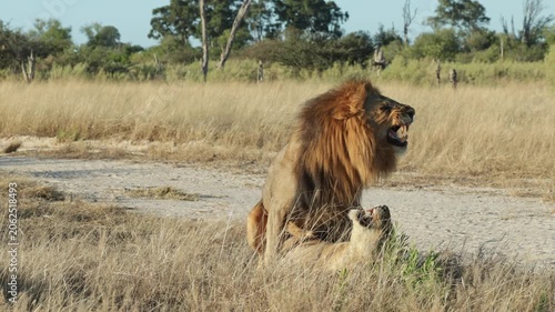 A breeding pair of lions lying next to the sandy road while mating on a windy, sunny day in Botswana's wilderness.