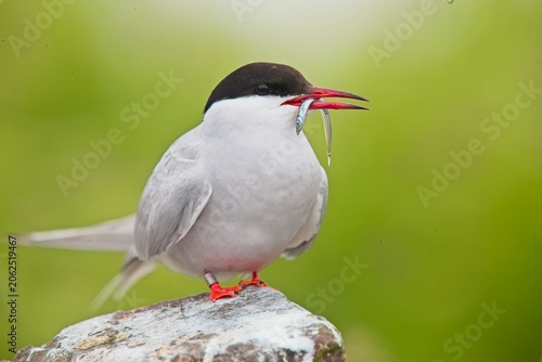 Common Tern (Stern hirundo) with Sandeel, a close portrait, Farne Islands, Northumbria, UK.