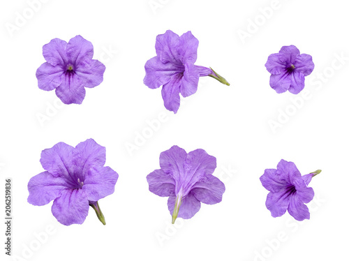 Φωτογραφία Diverse collection of six purple Mexican petunia blooms, captured from various angles with detailed textures