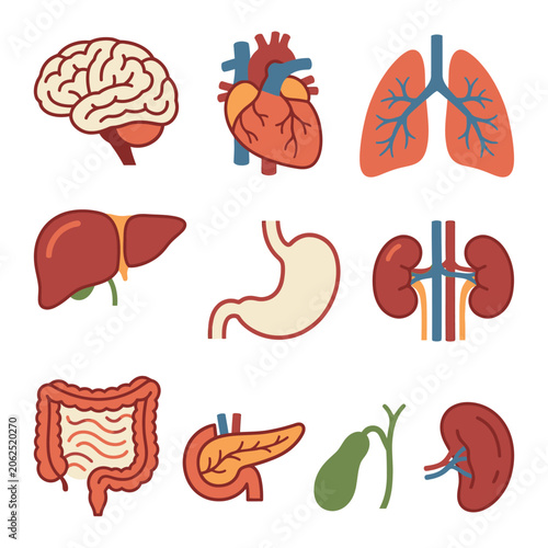 A set of colorful icons representing various human body organs