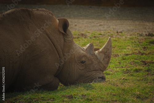White Rhinoceros or Square-lipped Rhino Ceratotherium simum, Park of the Nature of Cabarceno, Cantabria, Spain