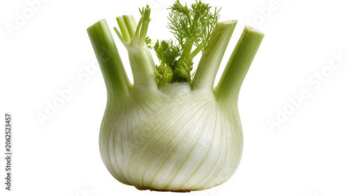 Fotografie Fresh fennel bulb with green feathery fronds and stalks