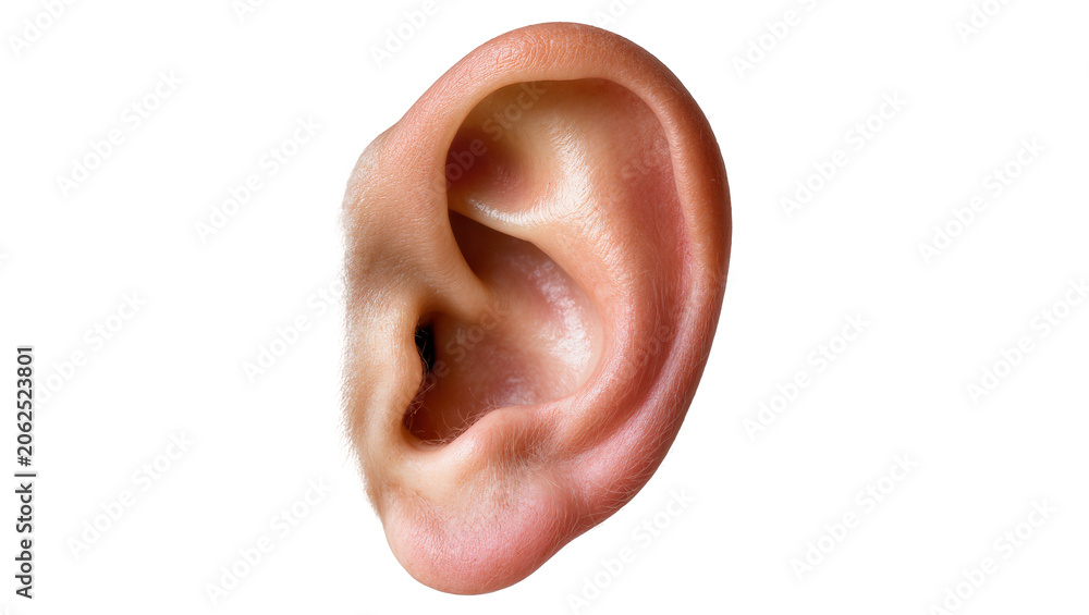 Fototapeta premium Human ear with fine hairs and skin texture